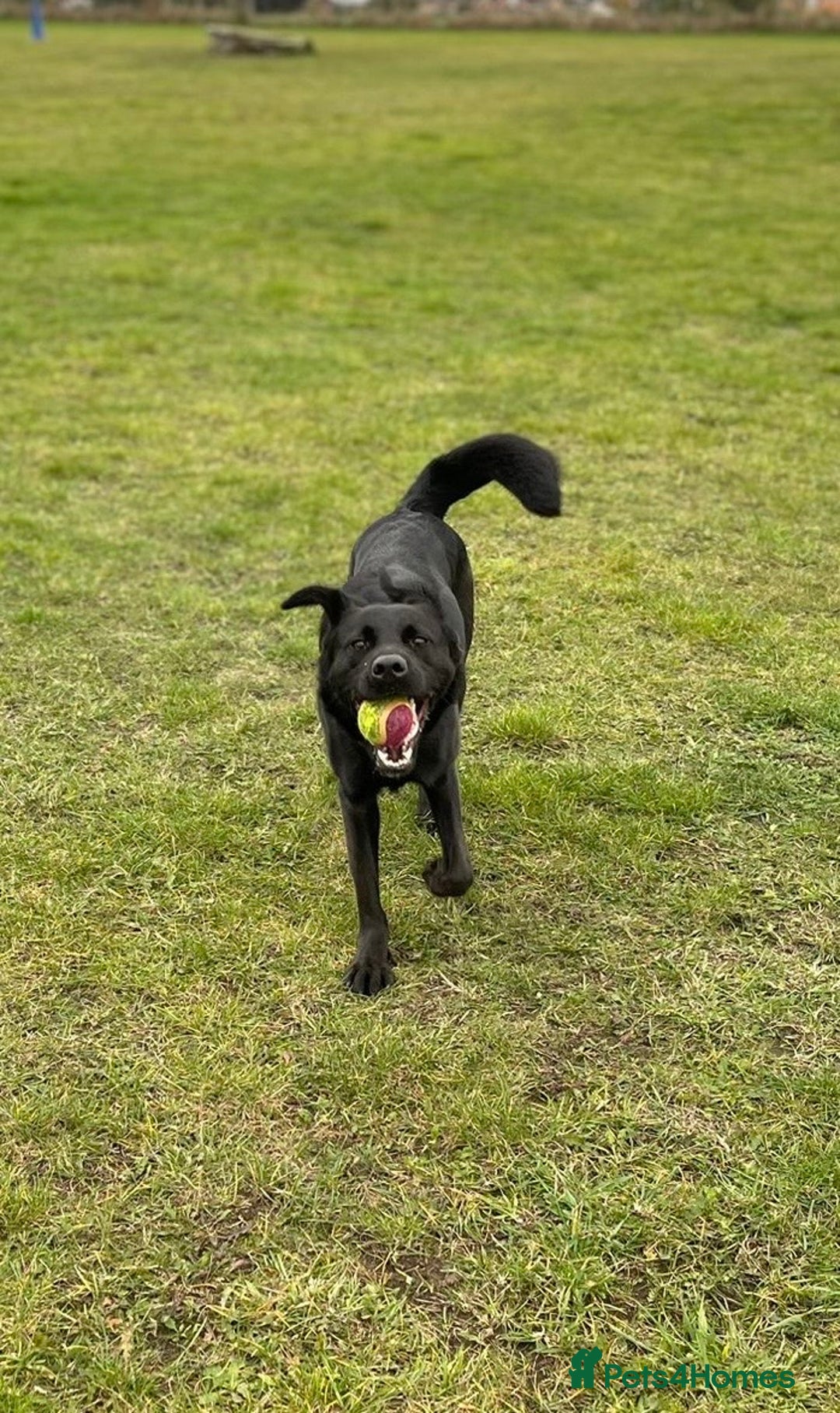 Mixed Breed dogs for sale: Luna, 17 month old german shepherd x lab - Image 2