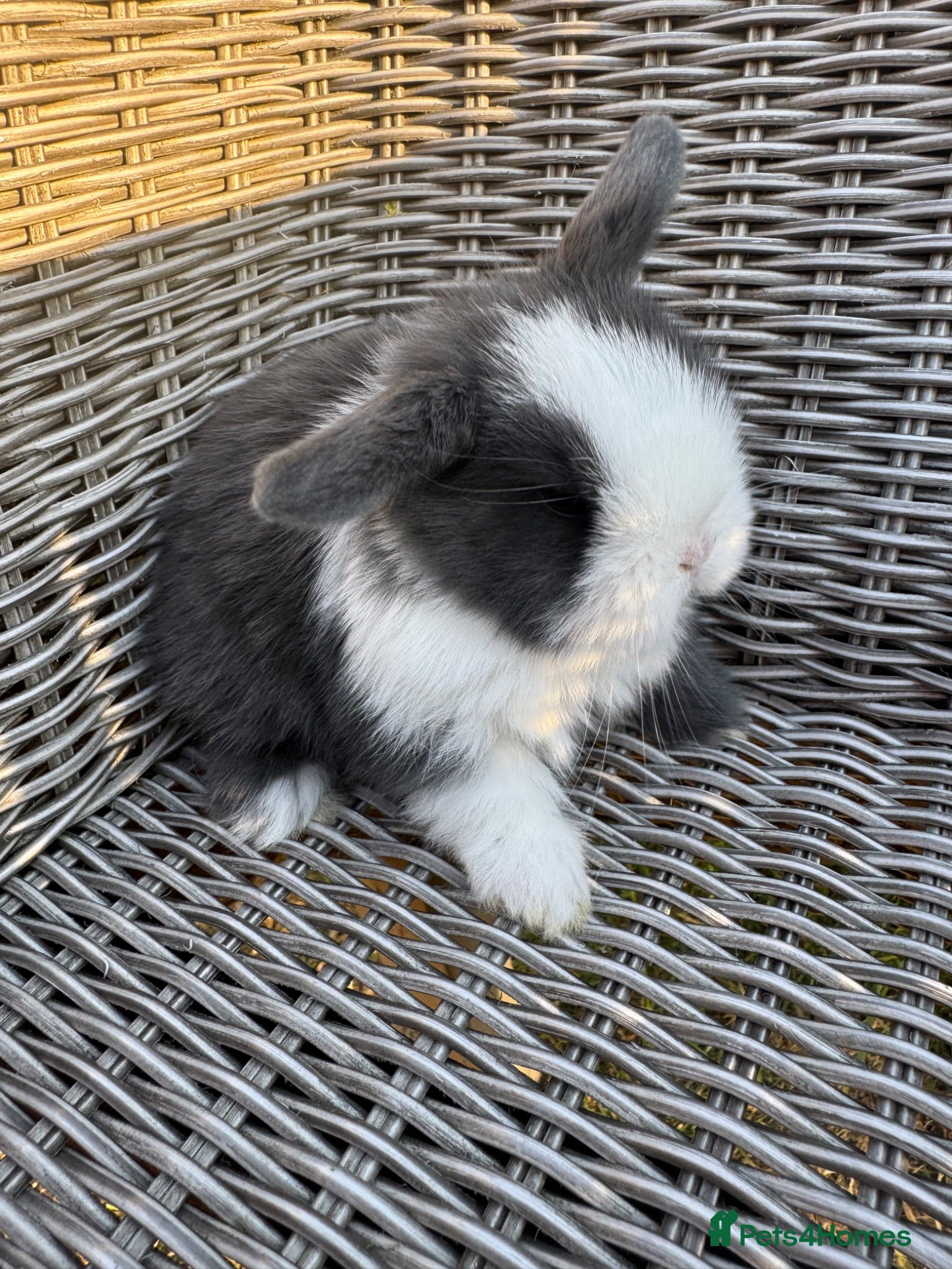 Mini Lop rabbits Mini lops  - Advert 1