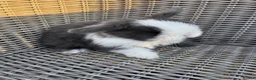 Mini Lop rabbits for sale: Mini lops  - Advert 1