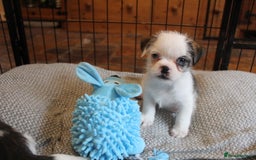 Mixed Breed dogs for sale: Jack Russell x Shih Tzu - Image 2