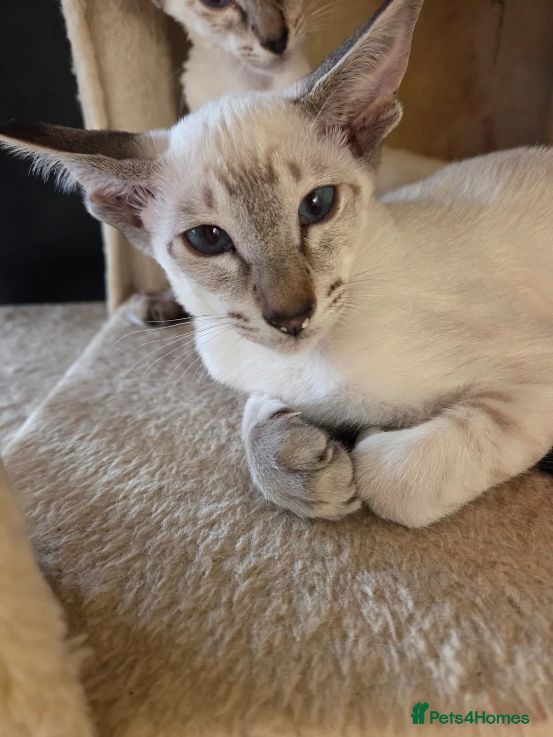 Siamese cats for sale: Siamese Seal Tabby Point kitten  - Advert 2