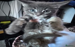 Maine Coon cats for sale: READY NOW Maine coon kittens  - Image 31