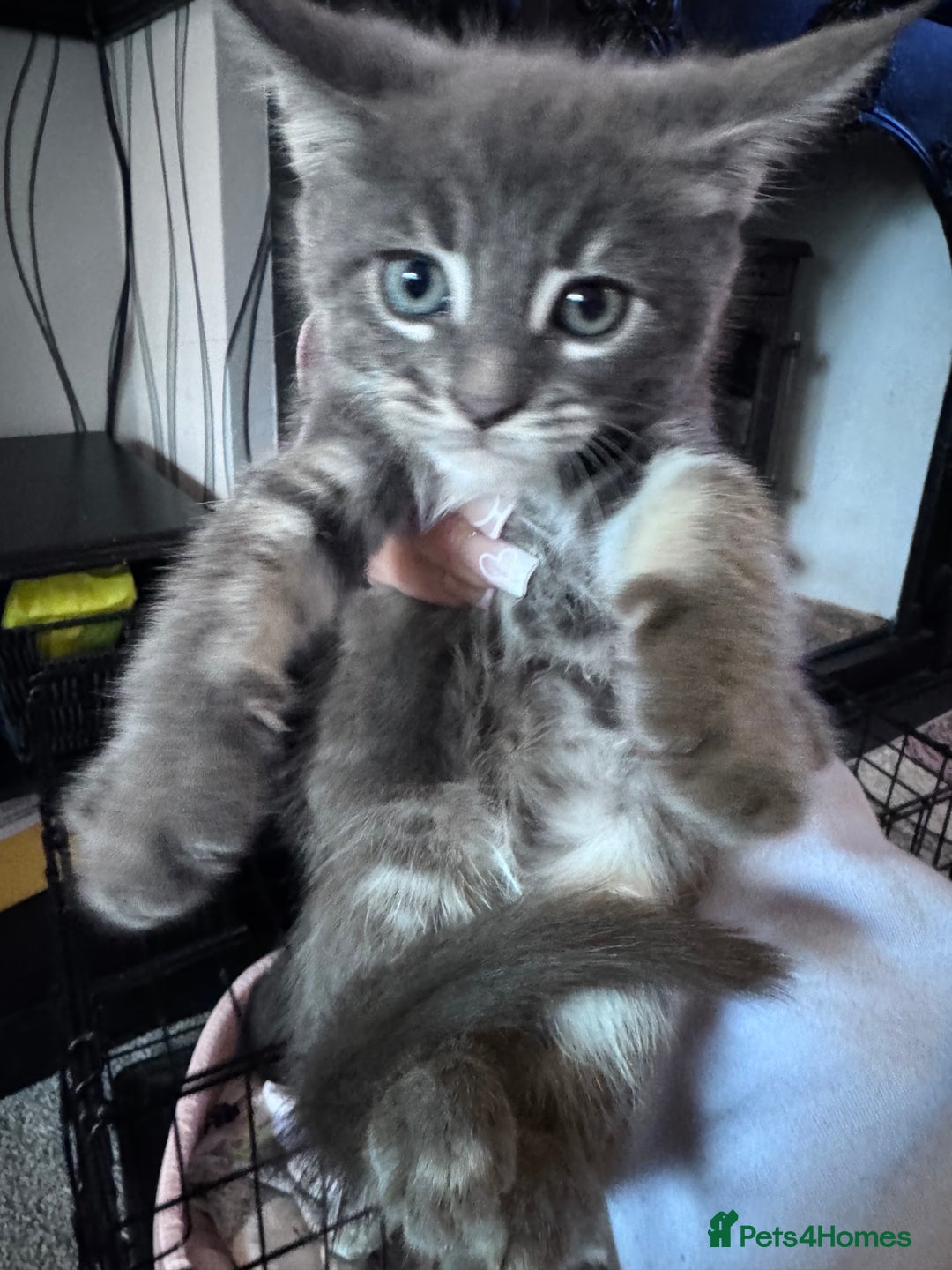 Maine Coon cats for sale: READY NOW Maine coon kittens  - Image 31