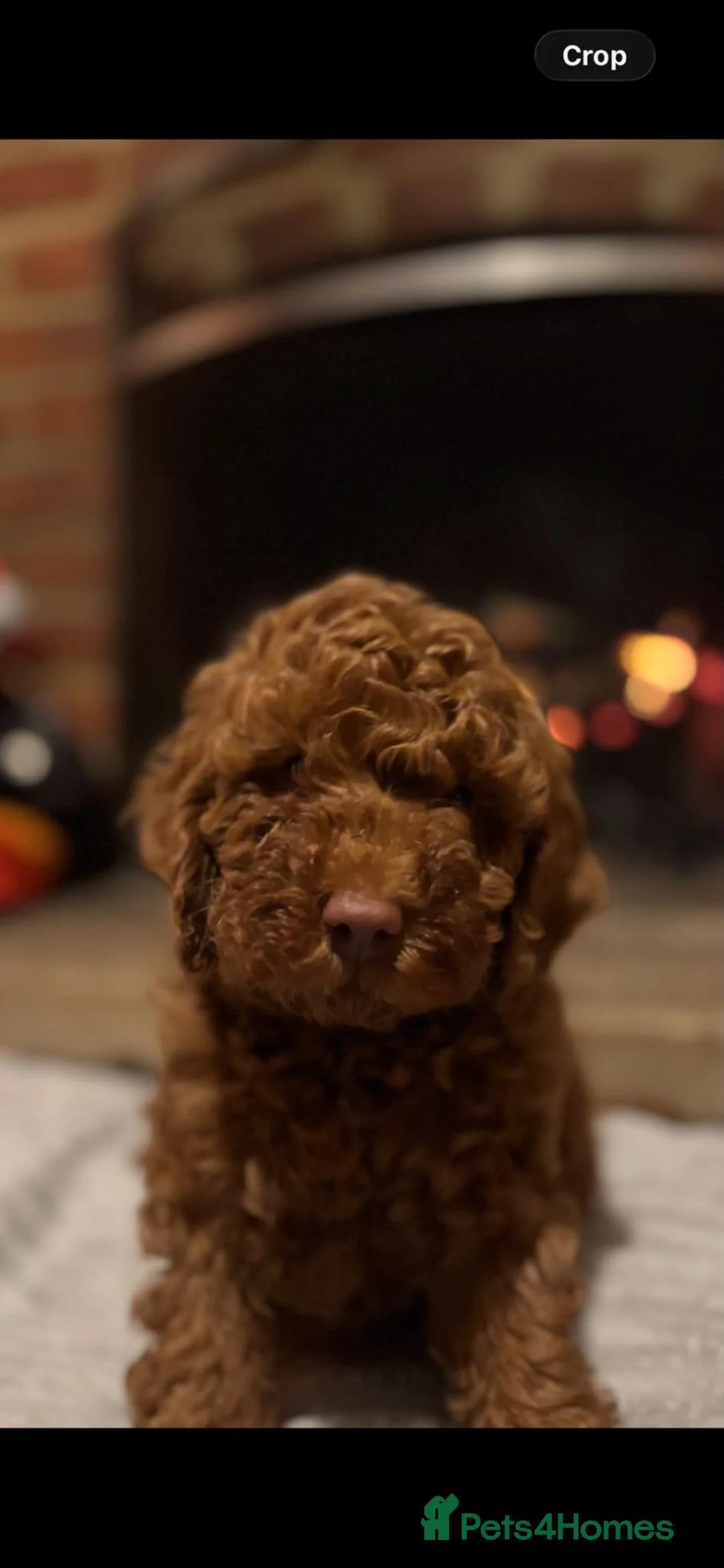 Cavapoo dogs for sale: Rufus - Advert 2