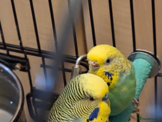Budgerigars birds Pair of budgies with cage and toys - Advert 6