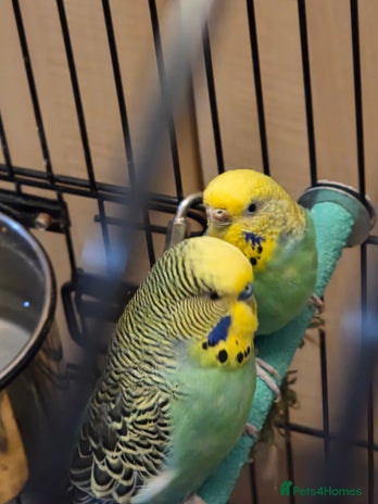 Budgerigars birds - Advert 1