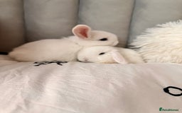 Mini Lop rabbits for sale: Mini lop bunnies for sale! - Advert 11