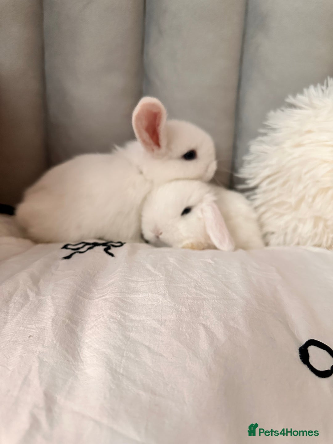 Mini Lop rabbits for sale: Mini lop bunnies for sale! - Advert 11