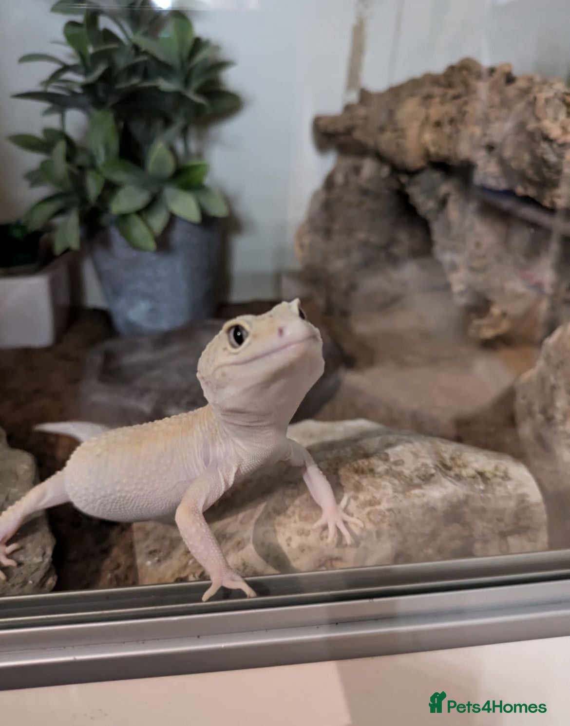 Leopard Gecko reptiles Leopard Gecko with complete vivarium - Advert 8