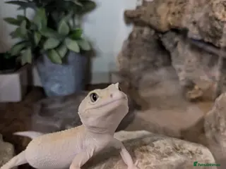 Leopard Gecko reptiles Leopard Gecko with complete vivarium - Advert 10