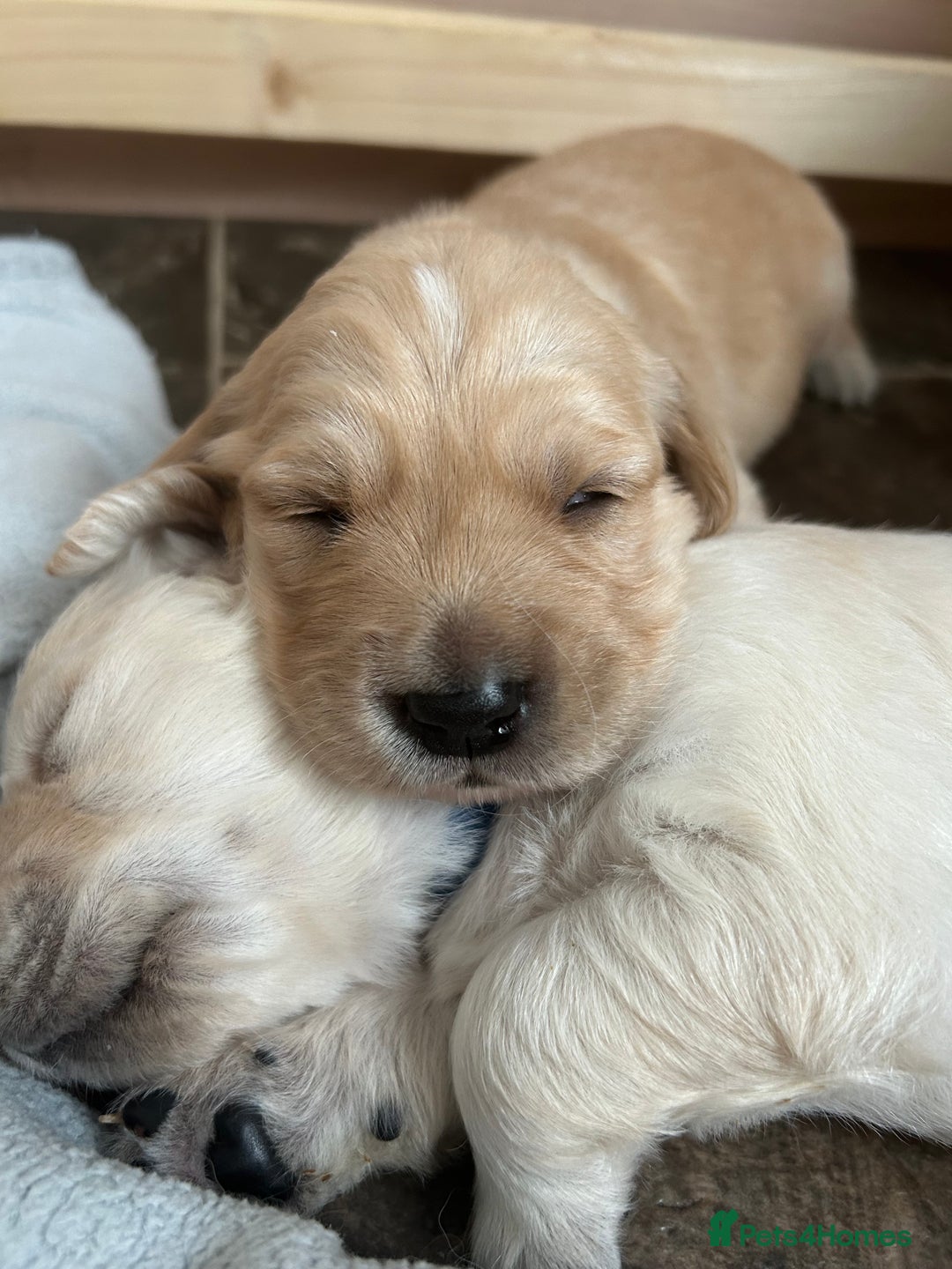 Golden Retriever dogs for sale: Golden retriever puppies!  - Image 9