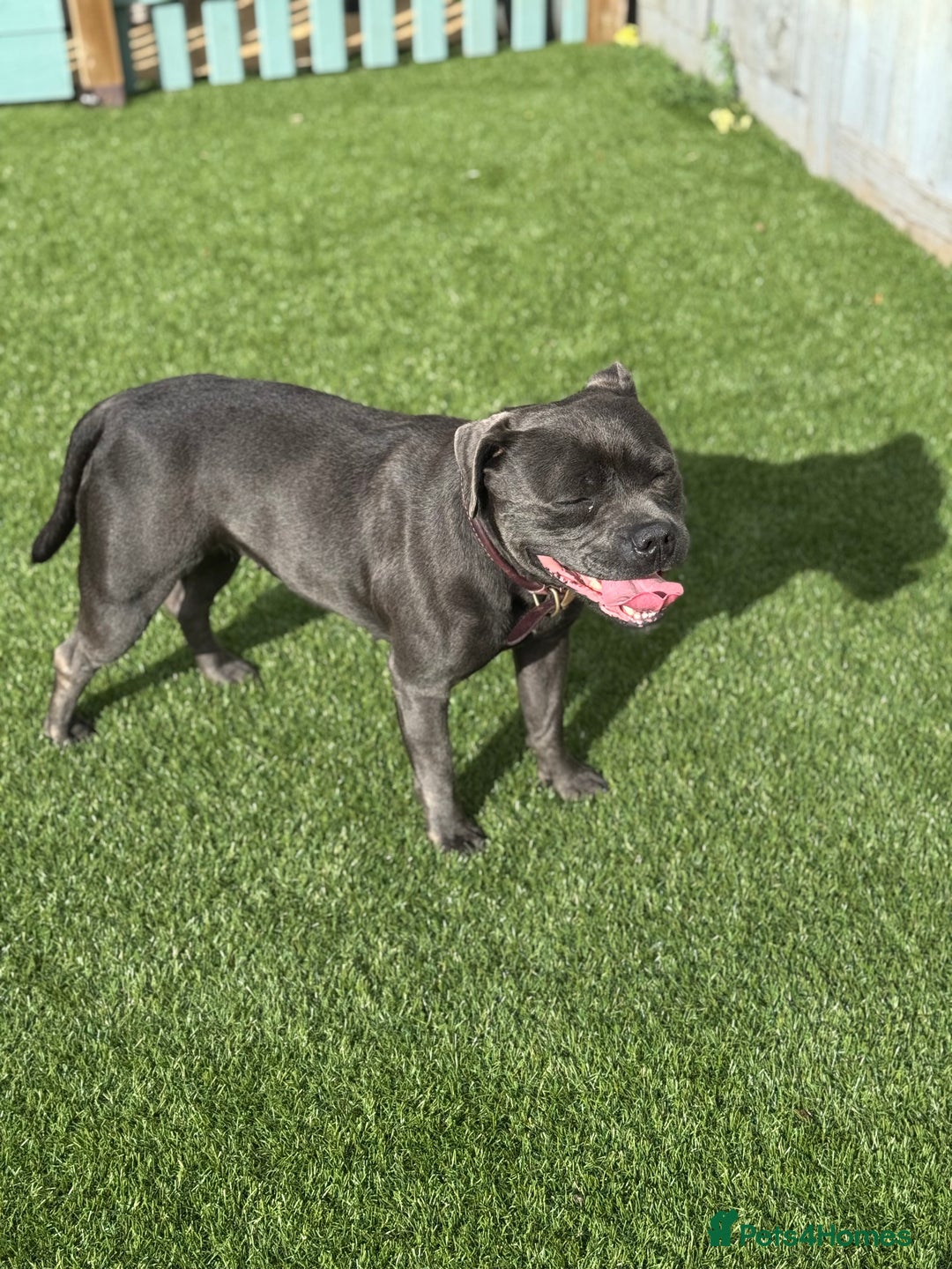 Staffordshire Bull Terrier dogs for sale: BLUE STAFFORDSHIRE BULL TERRIER BITCH  - Advert 4