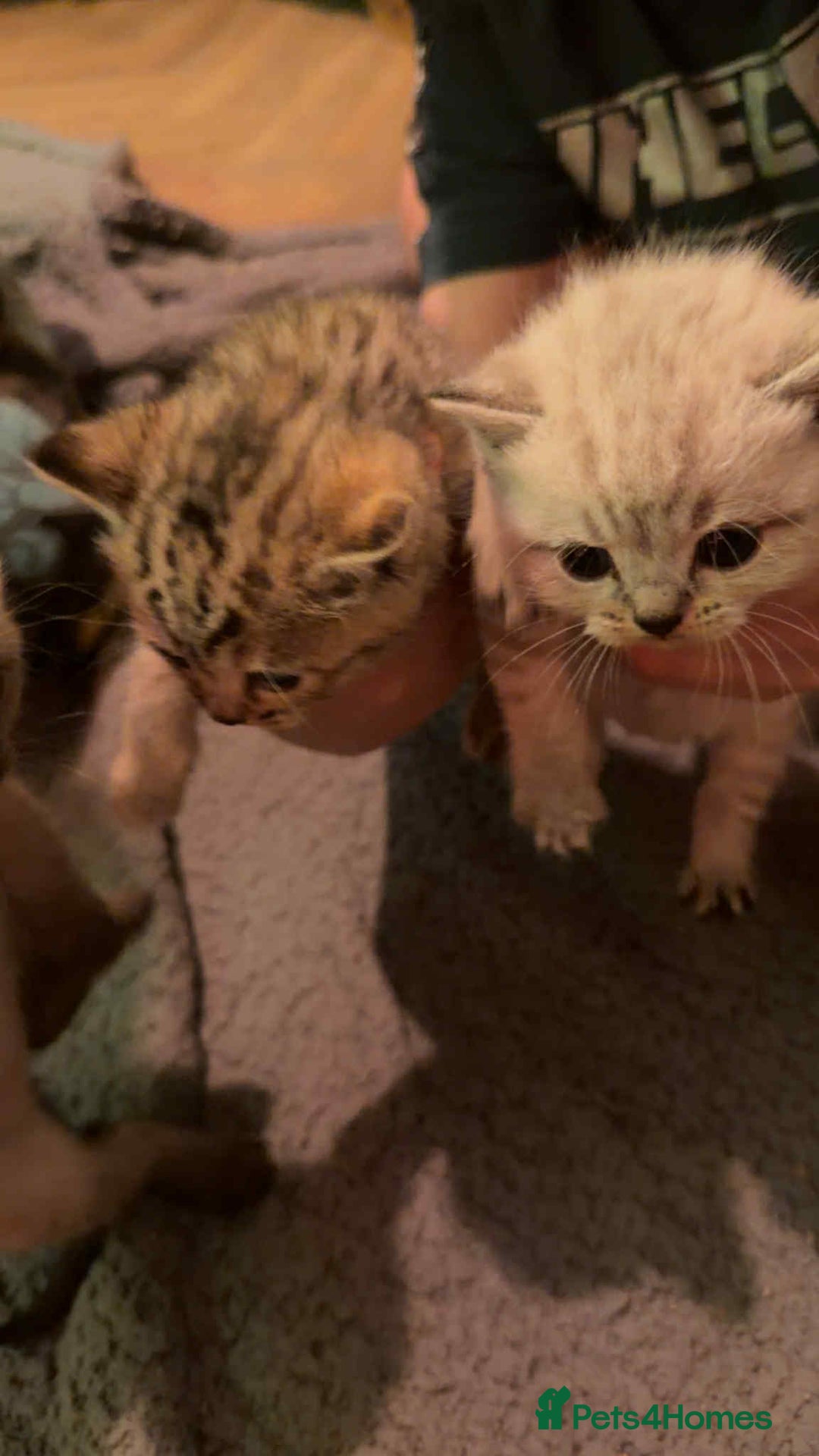 British Shorthair cats for sale: British shorthair kittens  - Advert 2