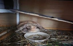 Mini Lop rabbits for sale: Two female bunnies - Image 3