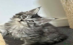 Maine Coon cats for sale: Stunning Mainecoon Kittens - Image 13