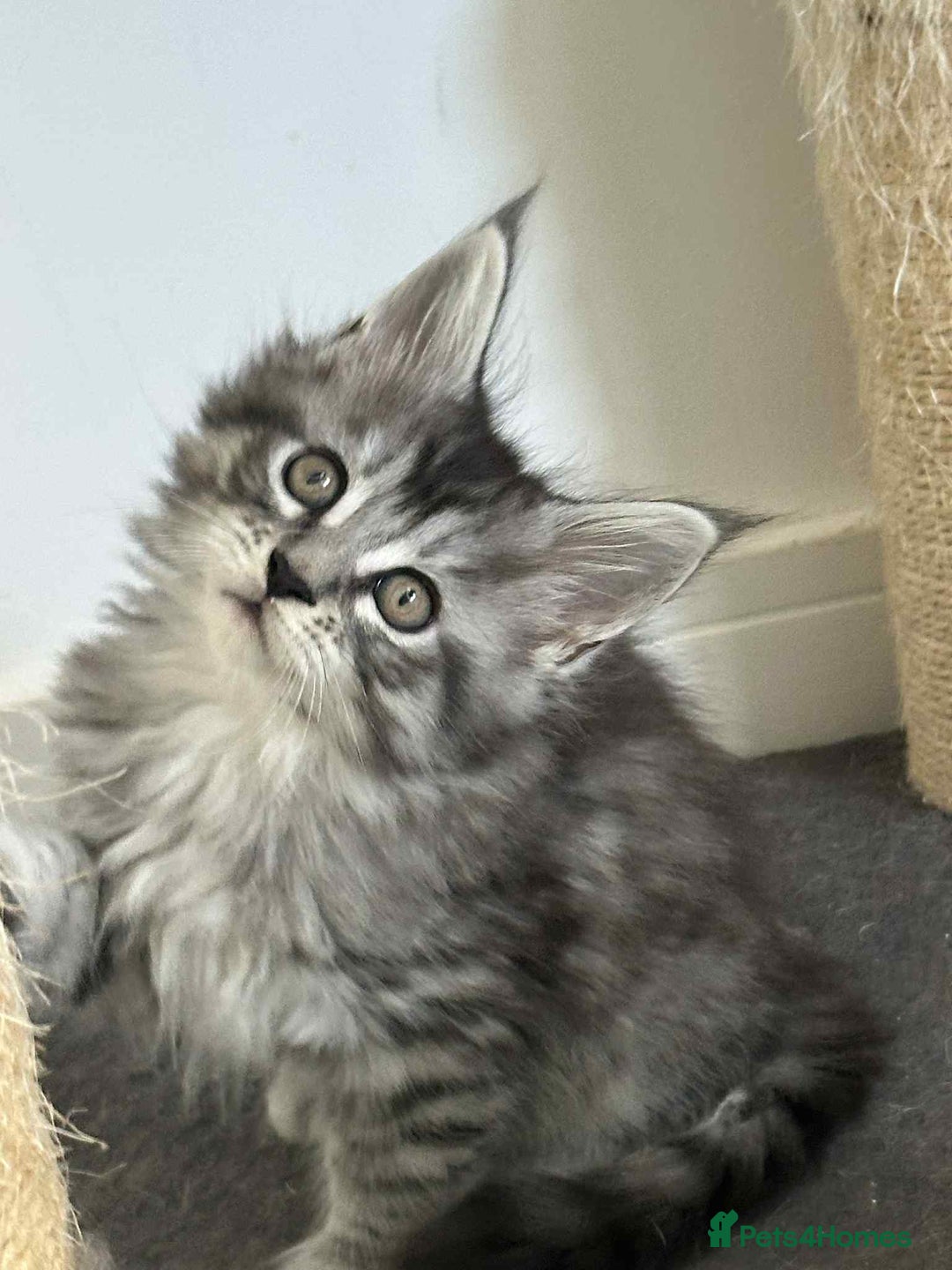 Maine Coon cats for sale: Stunning Mainecoon Kittens - Image 13