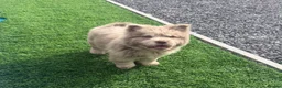 Chow Chow dogs for sale: Exotic colour male chow chow puppies for sale  - Advert 1