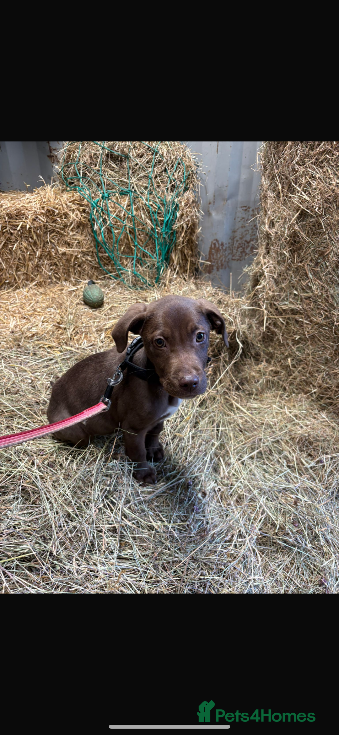 Mixed Breed dogs for sale: Labrador x staff  - Advert 5