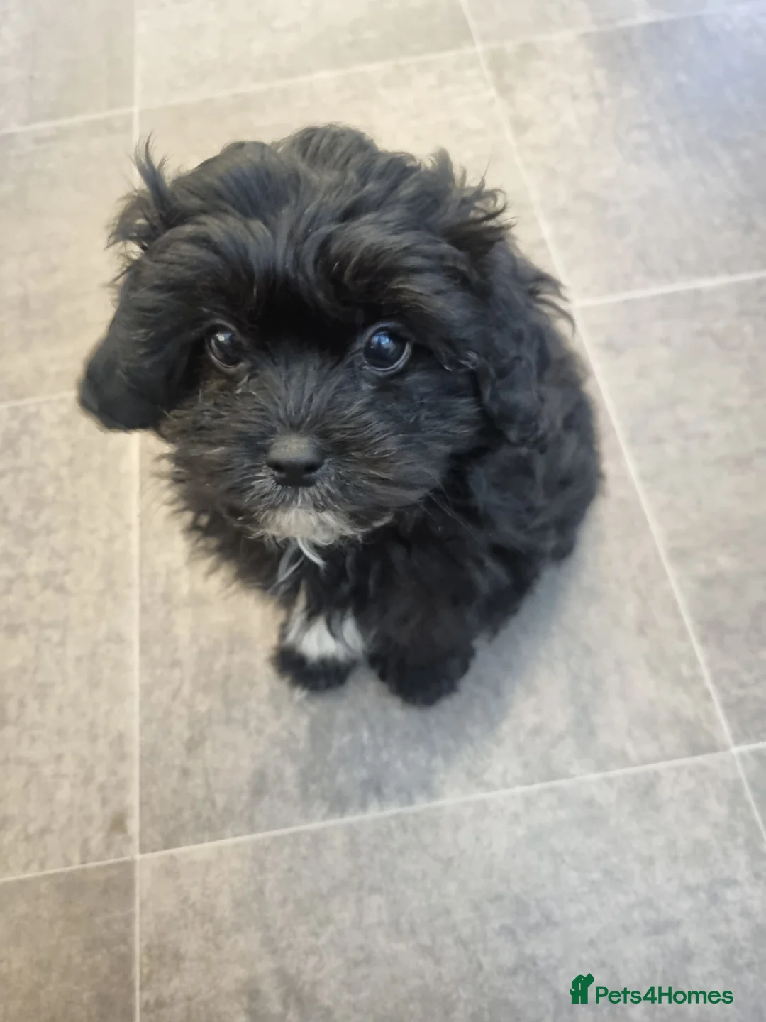 Mixed Breed dogs for sale: Shihpoo pups  in Derby - Advert 11