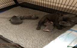 French Bulldog dogs for stud: 5 PANEL HEALTH CLEAR CHARLIE VERY WELL PROVEN! - Image 27