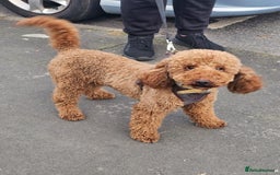 Miniature Poodle dogs for stud: Dark Red Miniature Poodle Stud Package Available in Southampton - Image 4