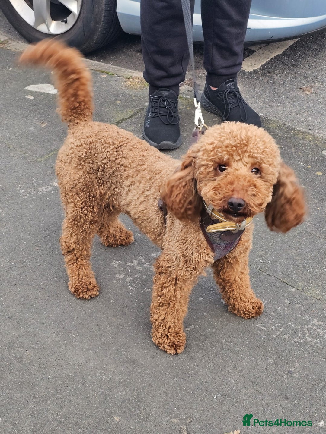 Miniature Poodle dogs for stud: Dark Red Miniature Poodle Stud Package Available in Southampton - Image 4