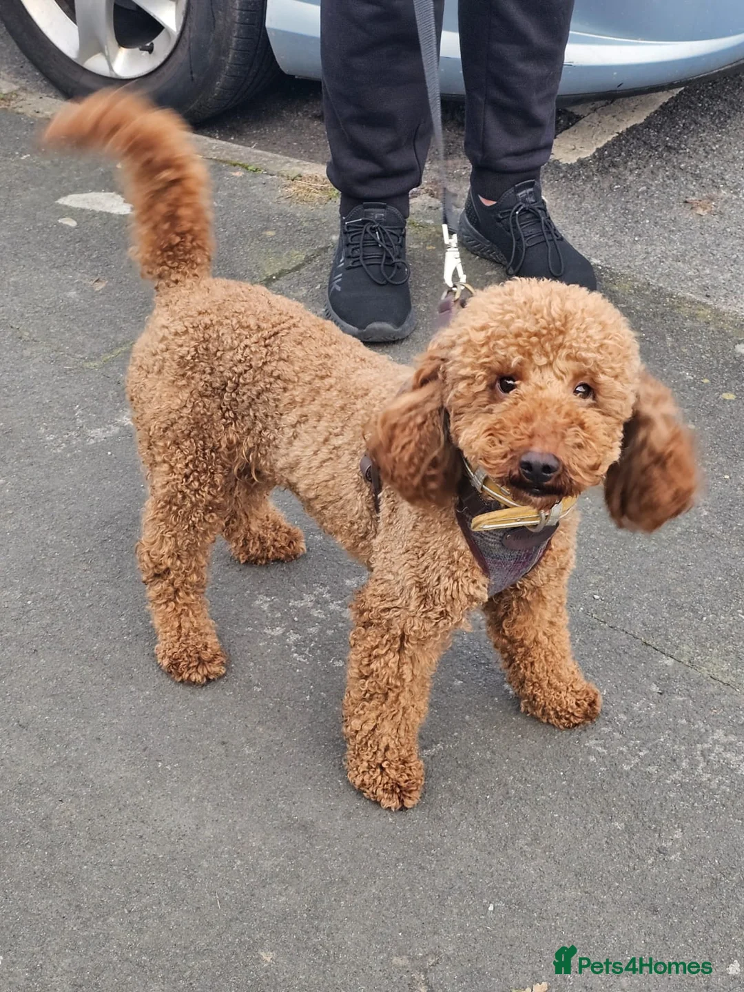 Miniature Poodle dogs for stud: Dark Red Miniature Poodle Stud Package Available in Southampton - Advert 4