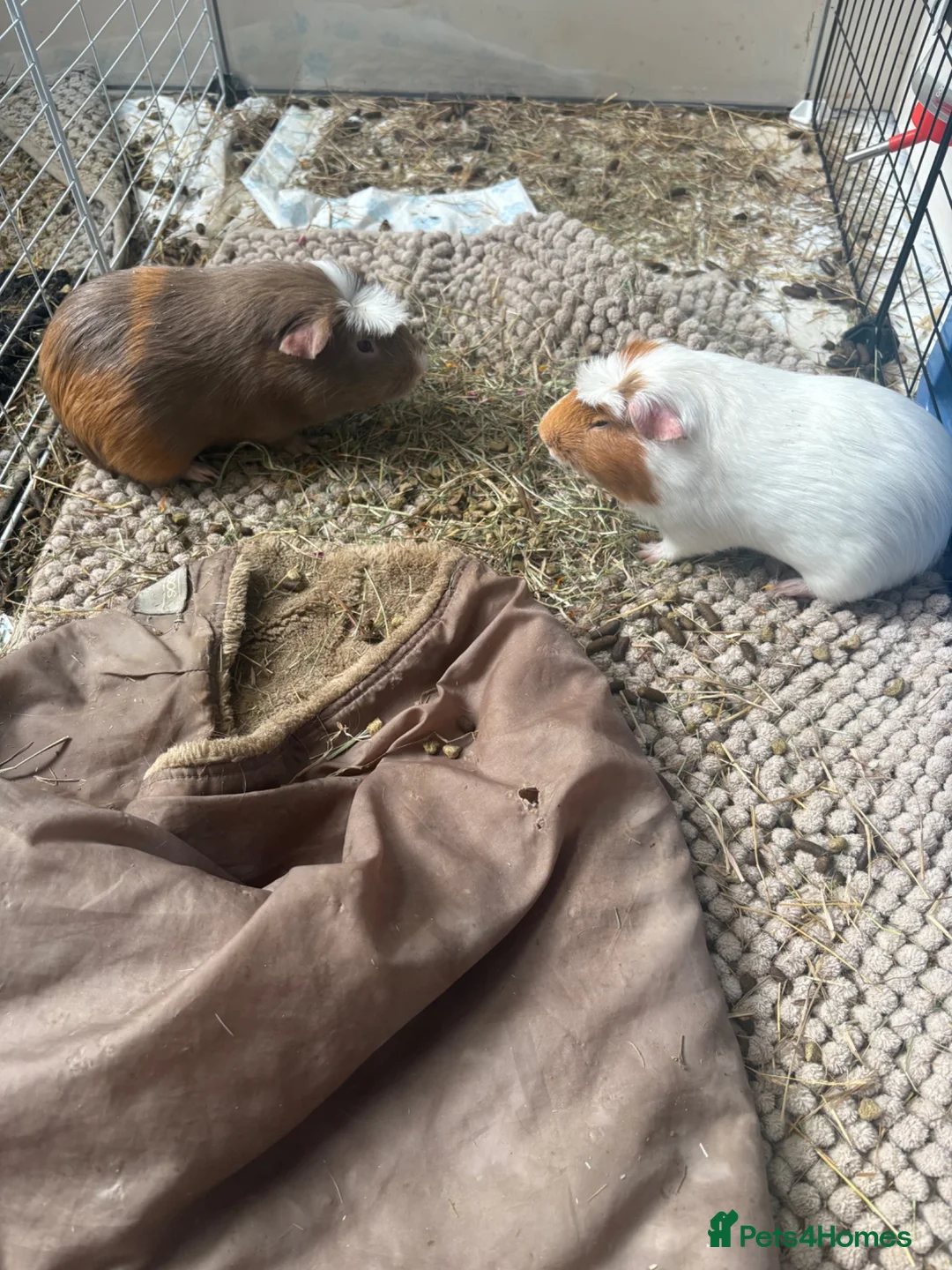 Guinea Pig rodents for sale: Barry and Ray, Quincy & Percy - Advert 2