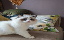 Ragdoll cats for sale:  READY NOW GCCF  REG. EUROPEAN  LINE BOYS   - Image 4