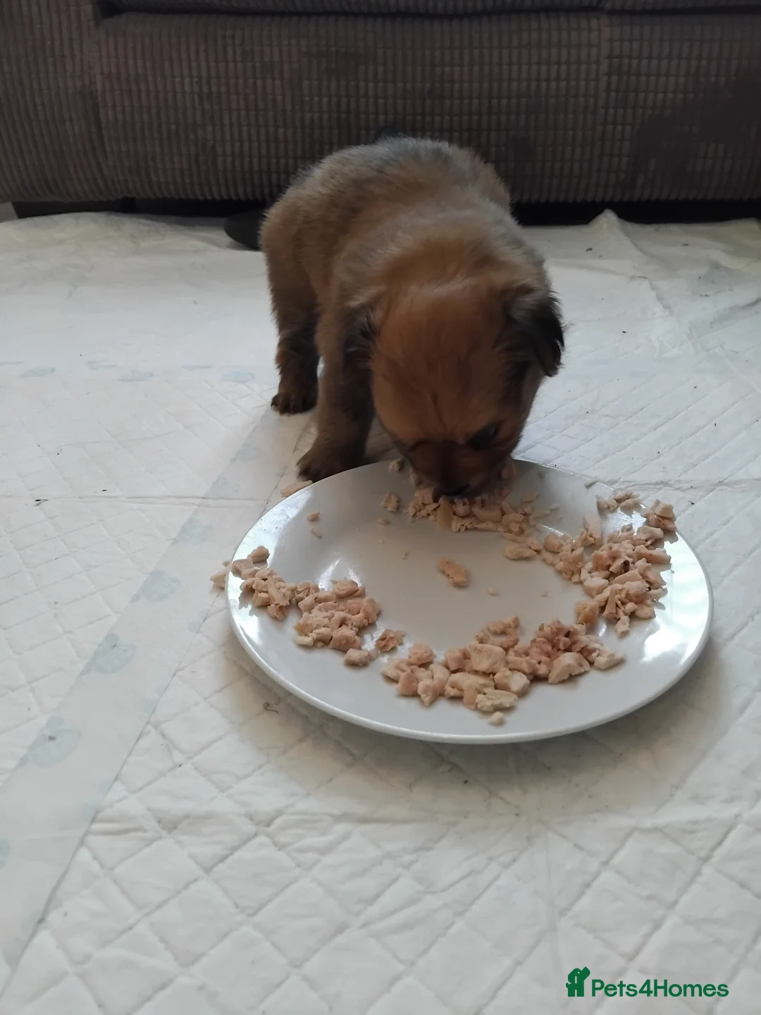 Pomchi dogs for sale: Pomchi puppies - Advert 7