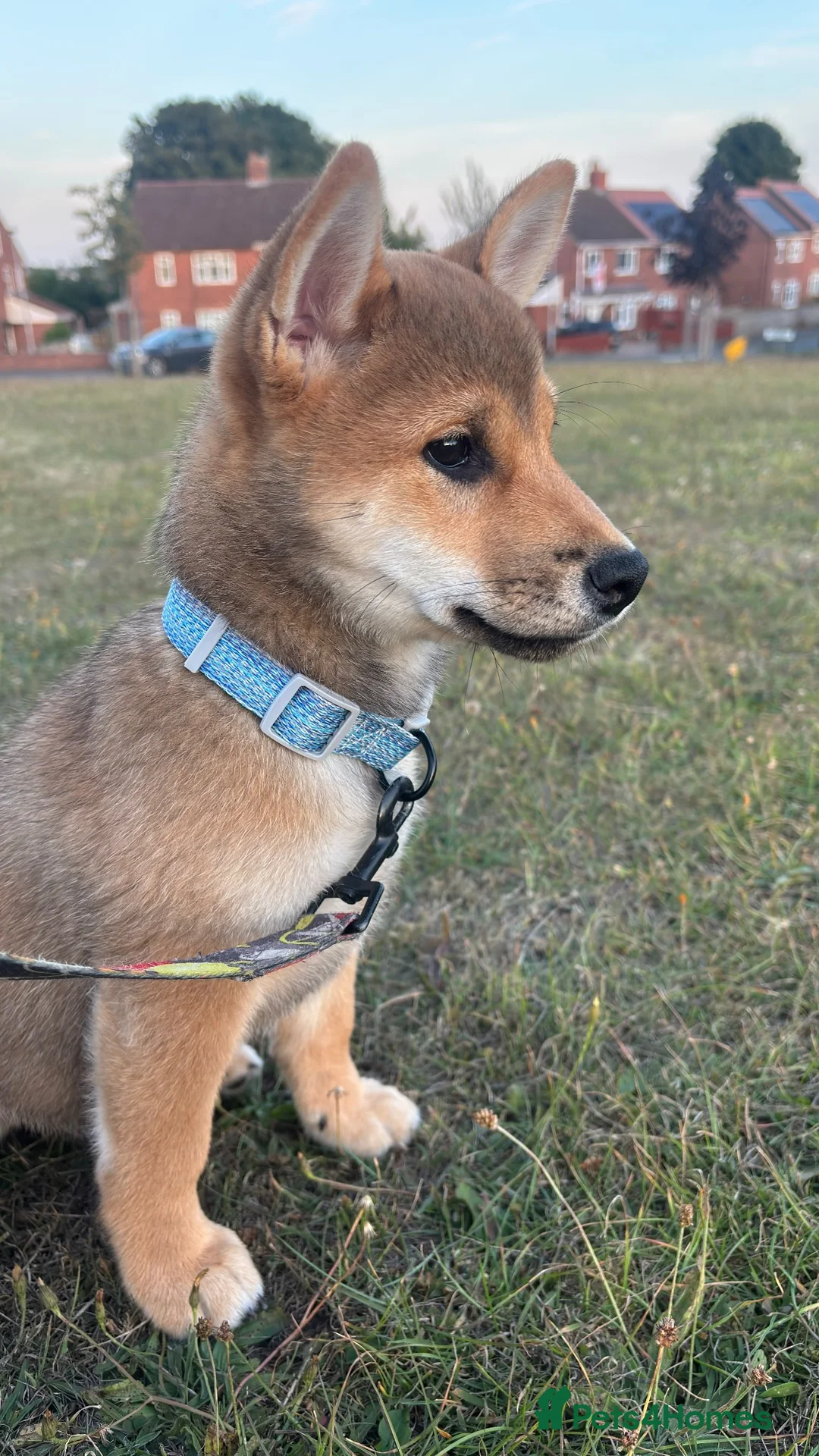 Japanese Shiba Inu dogs for sale: KC Registered Shiba Inu Male Puppy  - Advert 7