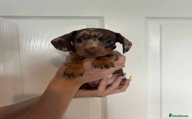 Miniature Dachshund dogs - Advert 2