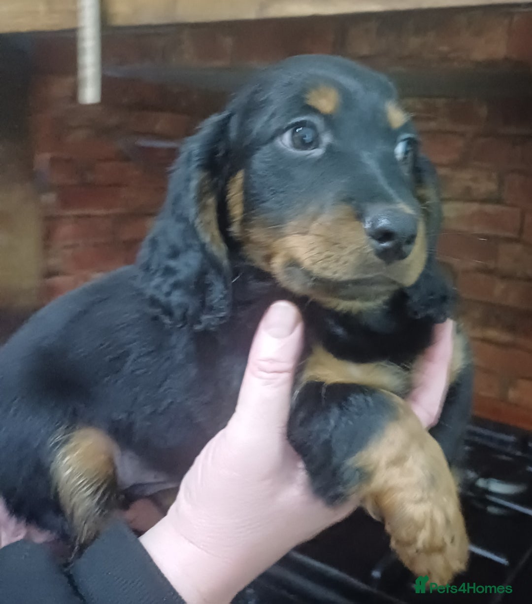 Dachshund dogs for sale: Dachshunds..Traditional Black and tan Puppies - Advert 10