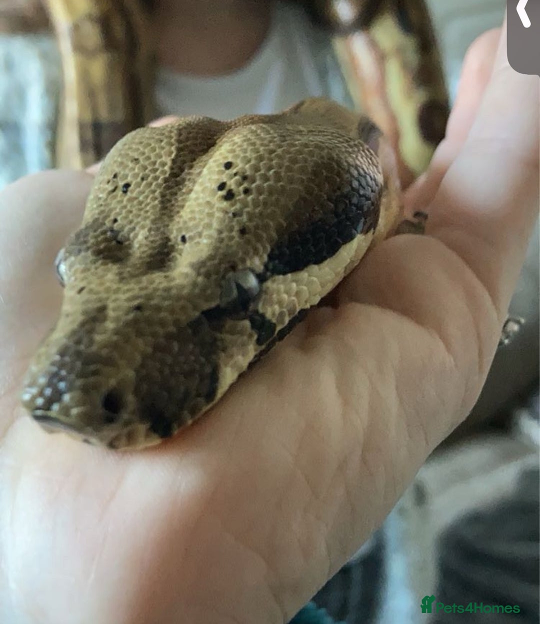 Boa Snake reptiles for sale: 6FT Boa + Full LARGE Setup  - Advert 7