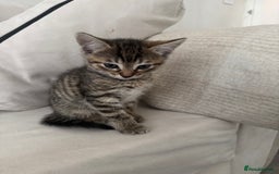 Mixed Breed cats for sale: Mixed breed cats ready now - Image 3