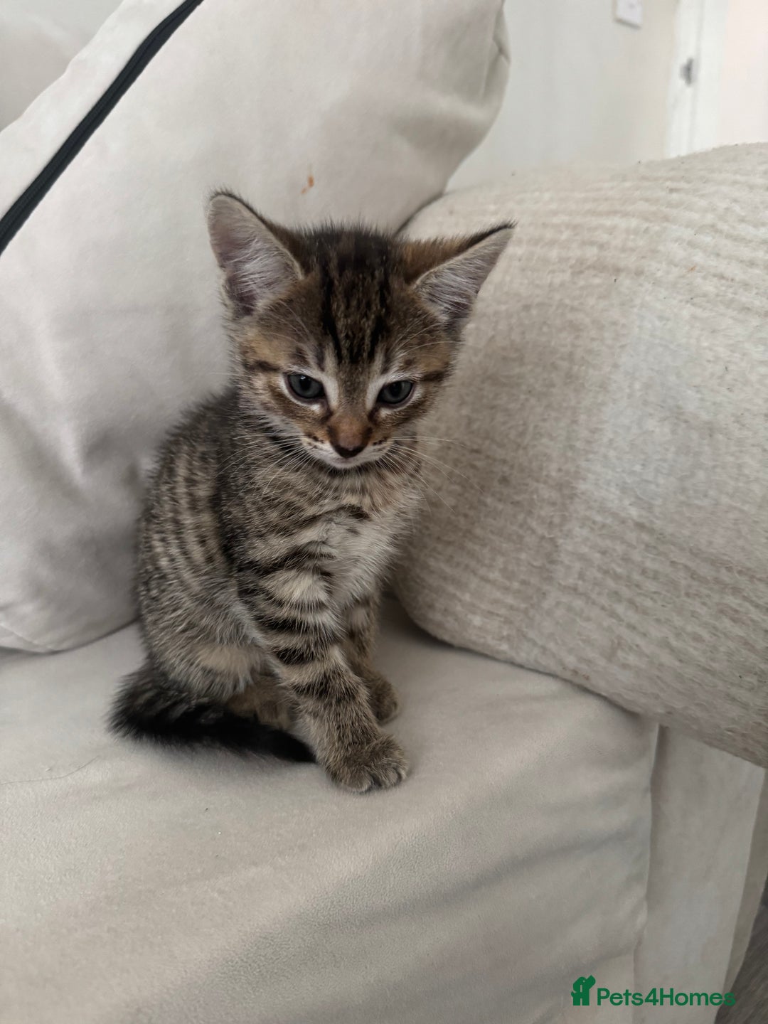 Mixed Breed cats for sale: Mixed breed cats ready now - Image 3