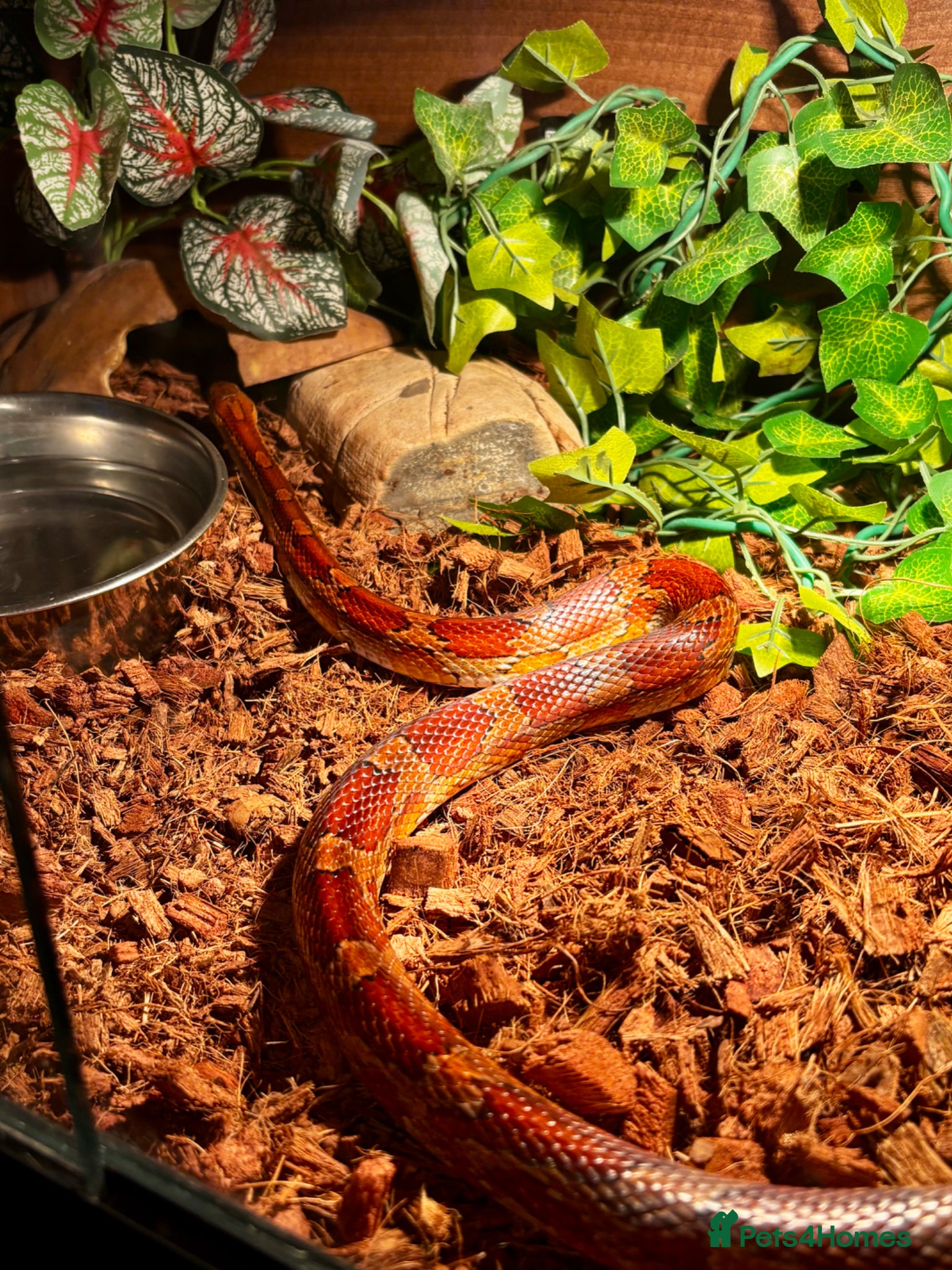 Corn Snake reptiles Fire-red corn snake, full set-up included. - Advert 1