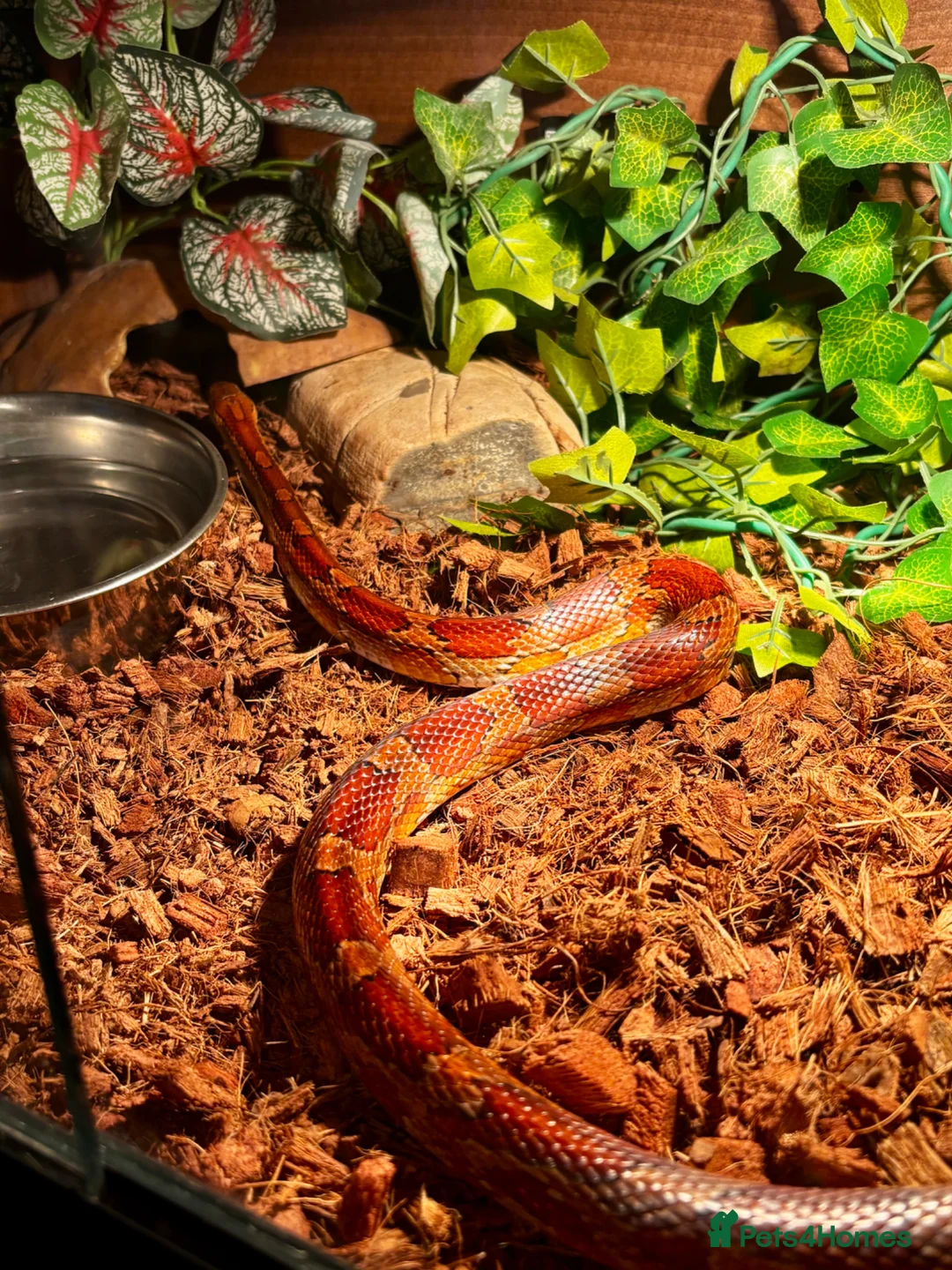 Corn Snake reptiles for sale: Fire-red corn snake, full set-up included. in Pontefract - Advert 1