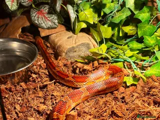 Corn Snake reptiles Fire-red corn snake, full set-up included. - Advert 1