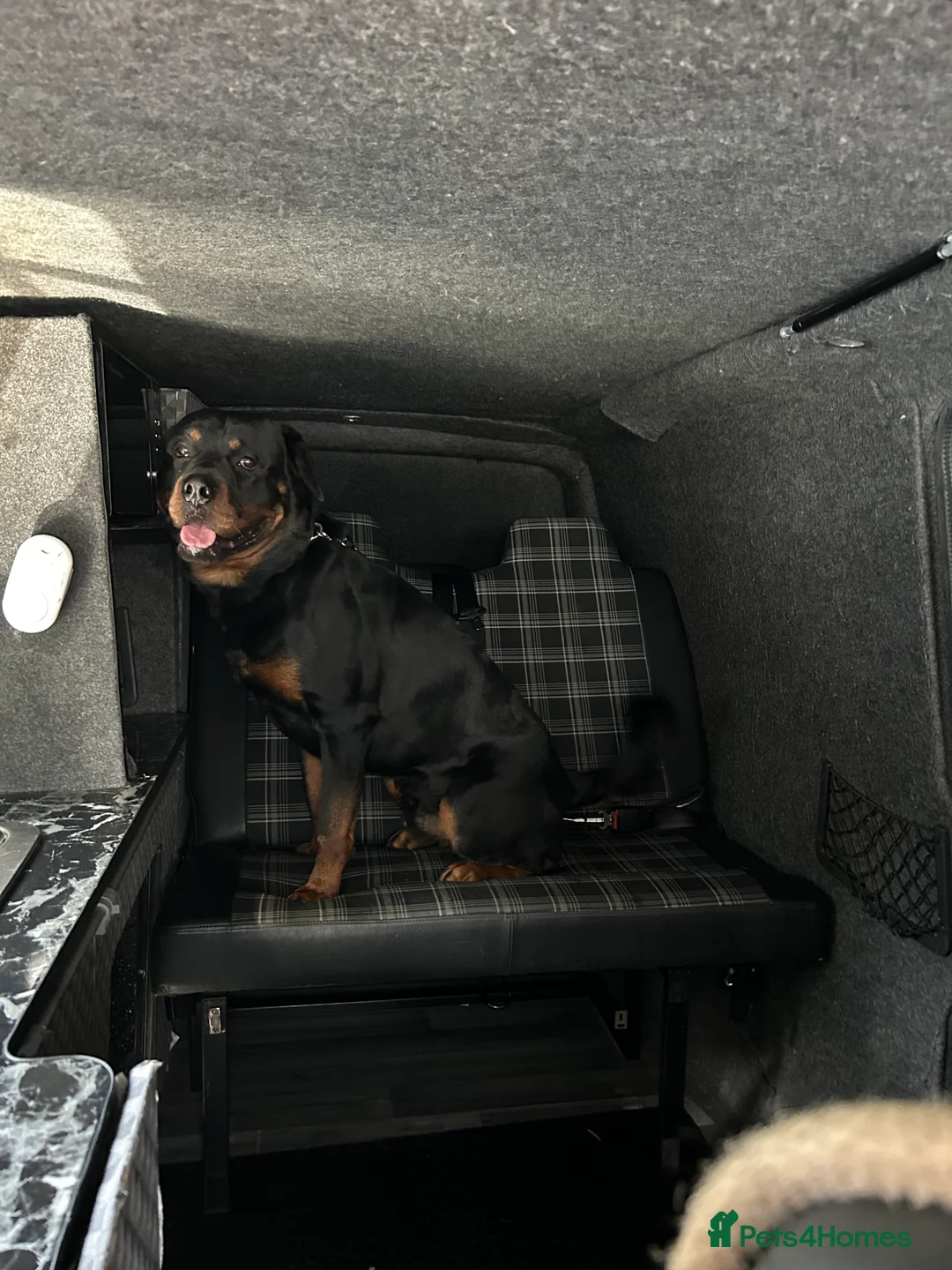 Rottweiler dogs for sale: 2 year old male full German  - Advert 11