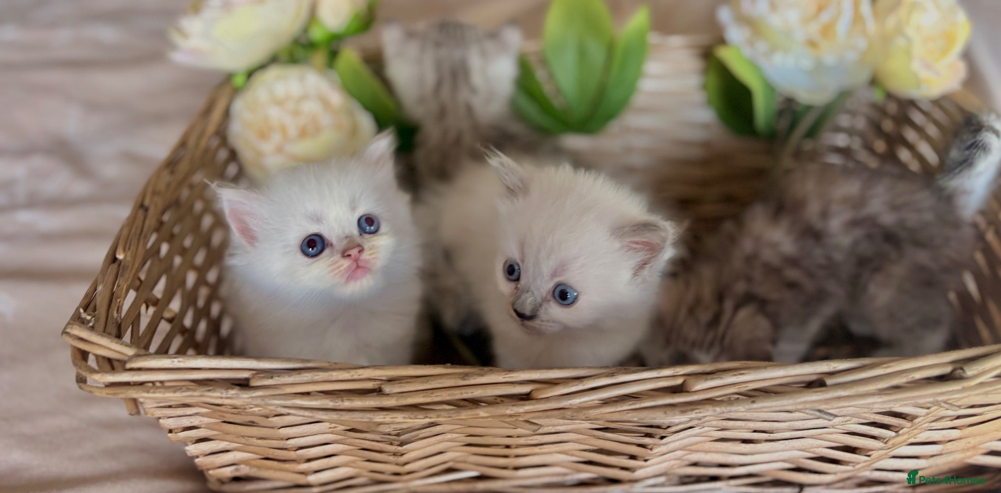Mixed Breed cats Persian x bsh kittens  - Advert 1