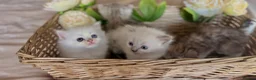 Mixed Breed cats for sale: Persian x bsh kittens  - Advert 1