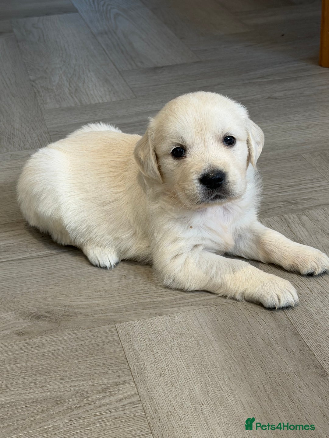 Golden Retriever dogs for sale: Exceptional litter of kc healthy golden retrievers - Image 5