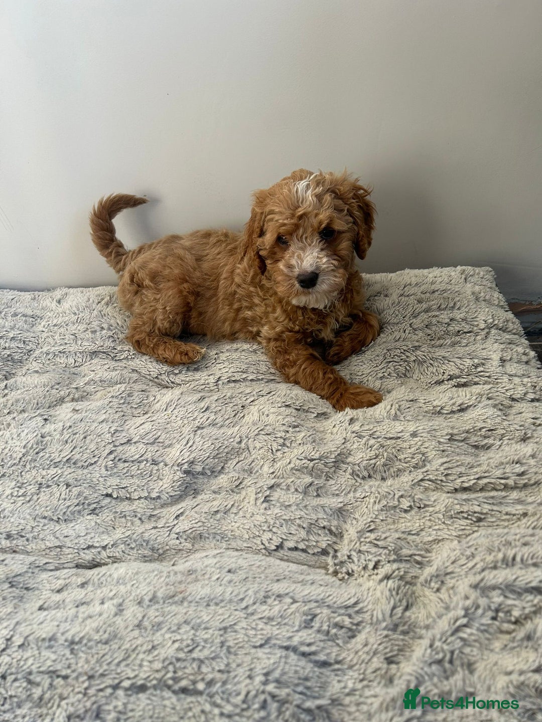 Mixed Breed dogs for sale: 🌟🌟Stunning Australian Cavapoo Puppies 🩷💙 m - Advert 9