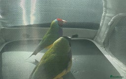 Finches birds for sale: Wanted male Gouldian finches - Image 1