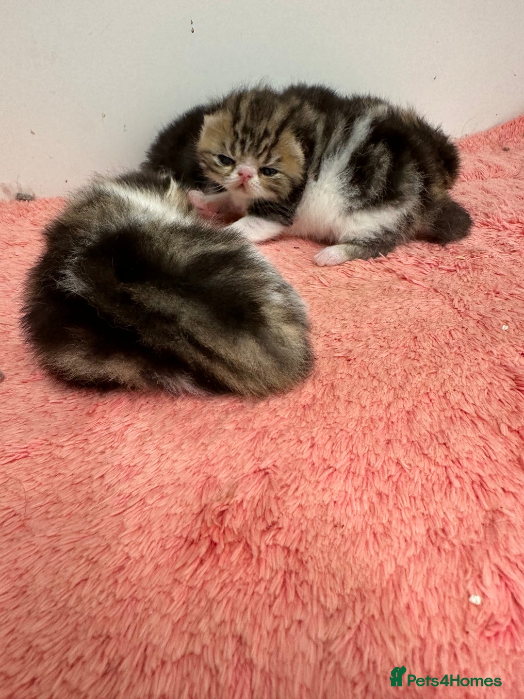 Exotic cats for sale: Brown Tabby/white exotic boy - Advert 10