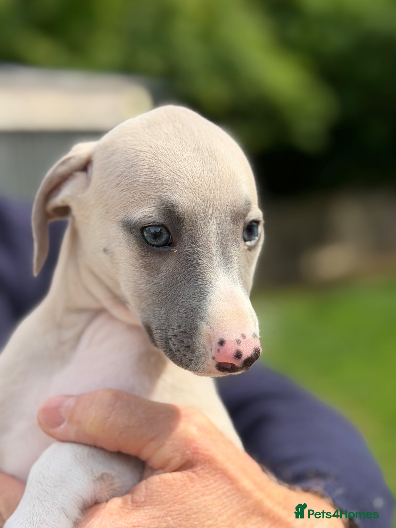 Whippet dogs Exceptional KC BITCH Whippet puppy  - Advert 3