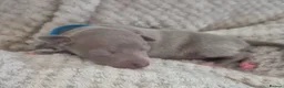Italian Greyhound dogs for sale: Show standard KC reg Italian Greyhounds - Advert 1