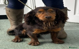 Cockerdor dogs for sale: 🐶Cockerdor Puppies 🐶 - Image 25
