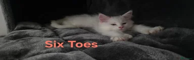 Maine Coon 2